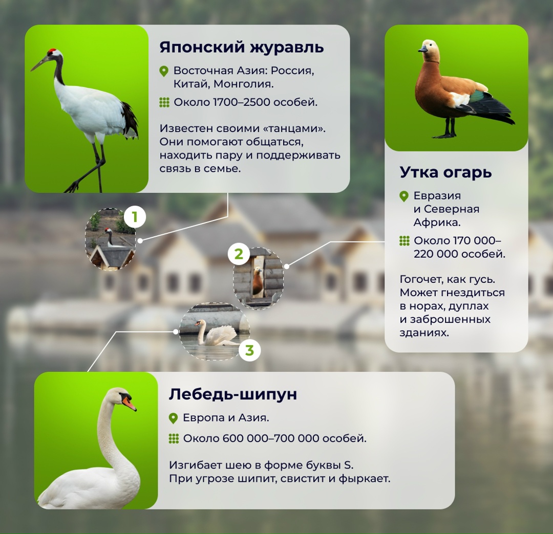 Больше 45 лет назад на комбинате было создано «Лебединое озеро» — единственный в России парк на территории промышленного предприятия