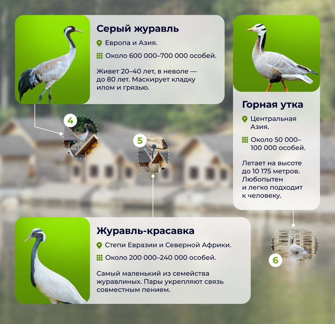 Больше 45 лет назад на комбинате было создано «Лебединое озеро» — единственный в России парк на территории промышленного предприятия