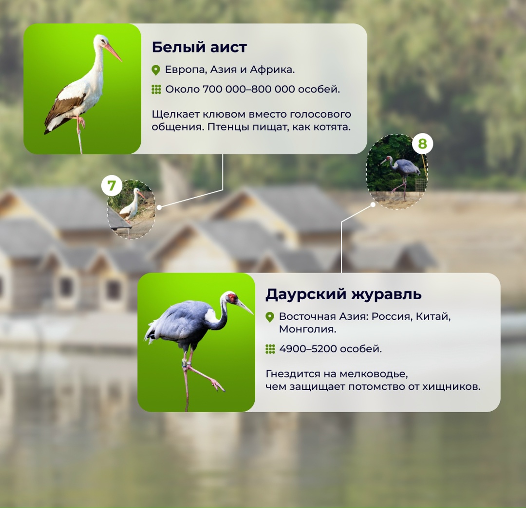 Больше 45 лет назад на комбинате было создано «Лебединое озеро» — единственный в России парк на территории промышленного предприятия