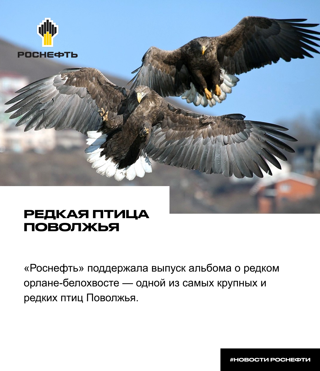 Редкая птица Поволжья «Роснефть» поддержала выпуск альбома о редком орлане-белохвосте — одной из самых крупных и редких птиц Поволжья