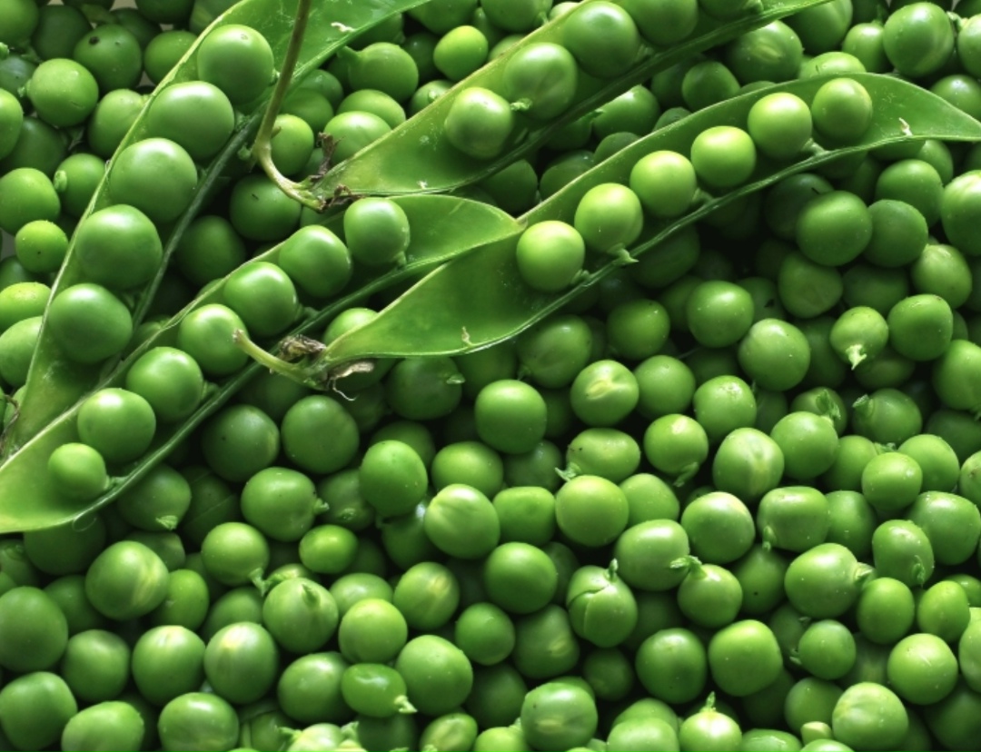 Краснодарский край завершил сев зернового гороха. Площадь сева выросла на 23% по сравнению с прошлым годом и составила 158,2 тыс. га, сообщается в обзоре…