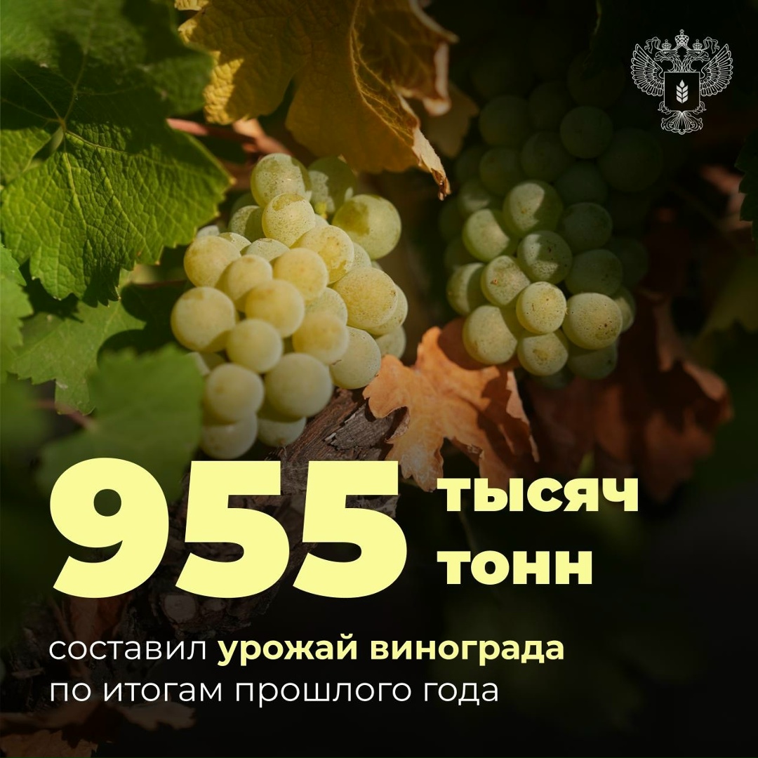 Россия в 2025 году собрала 955 тысяч тонн винограда