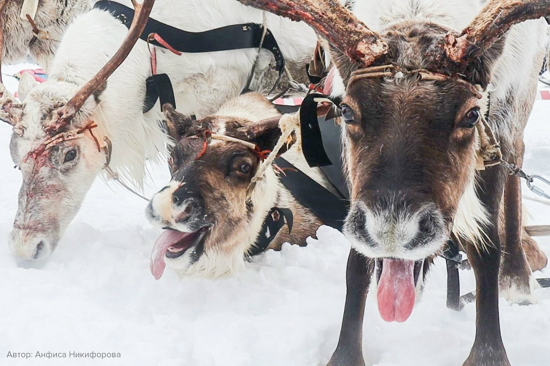 Как отметили День оленевода в Тухарде