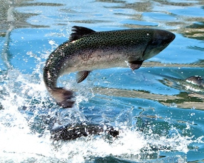 Минсельхоз предложил установить ограничения рыболовства тихоокеанских лососей в Дальневосточном рыбохозяйственном бассейне в 2026 году