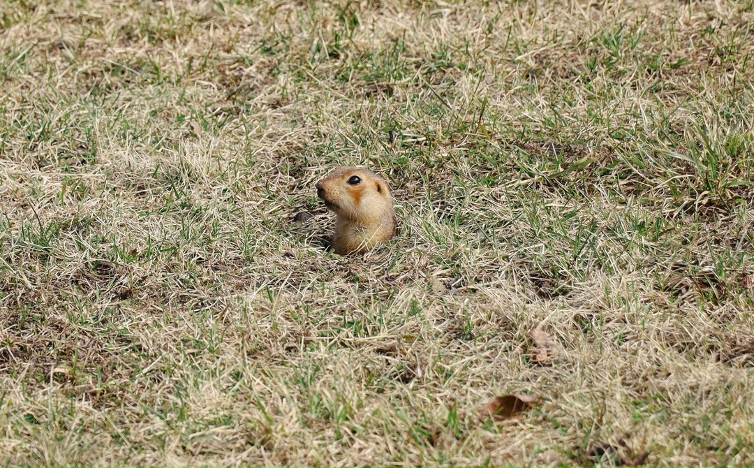 Хроники пробуждения Весна набирает обороты, и природа вокруг оживает. Прямо у офиса нефтеперерабатывающего комплекса Татнефти — ТАНЕКО замечены первые…