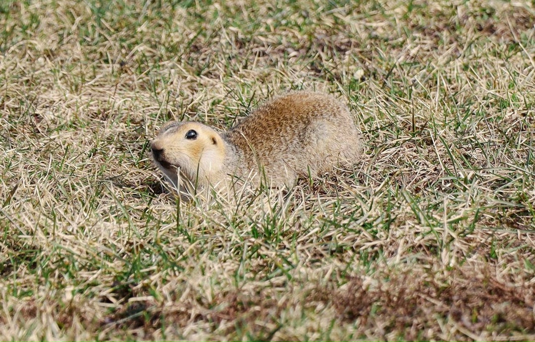Хроники пробуждения Весна набирает обороты, и природа вокруг оживает. Прямо у офиса нефтеперерабатывающего комплекса Татнефти — ТАНЕКО замечены первые…