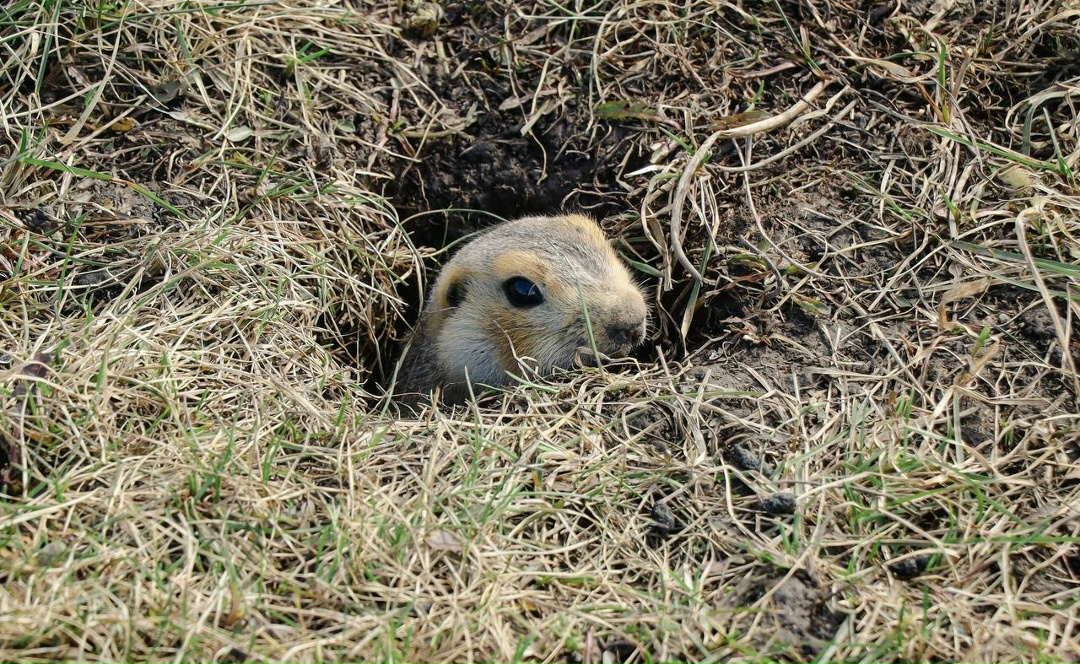 Хроники пробуждения Весна набирает обороты, и природа вокруг оживает. Прямо у офиса нефтеперерабатывающего комплекса Татнефти — ТАНЕКО замечены первые…