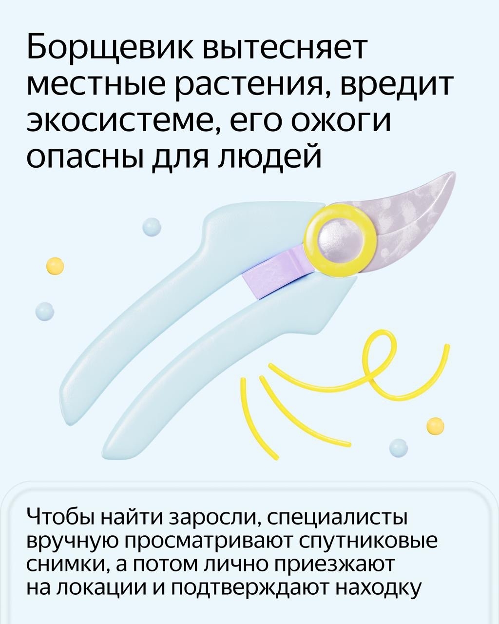 Нейросеть научили находить борщевик на спутниковых снимках. Новый сервис поможет найти растение на территории и спланировать работы по уборке: