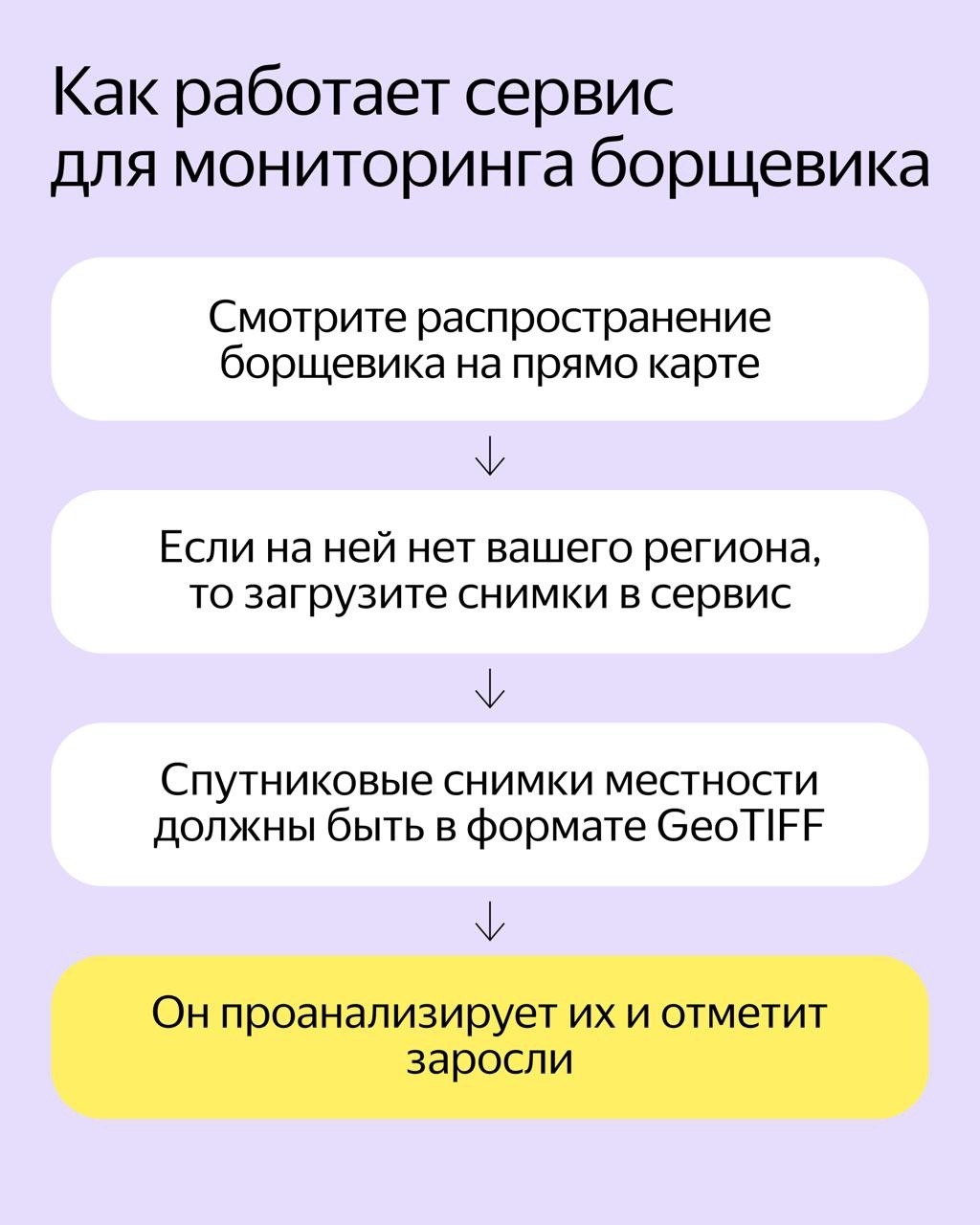 Нейросеть научили находить борщевик на спутниковых снимках. Новый сервис поможет найти растение на территории и спланировать работы по уборке: