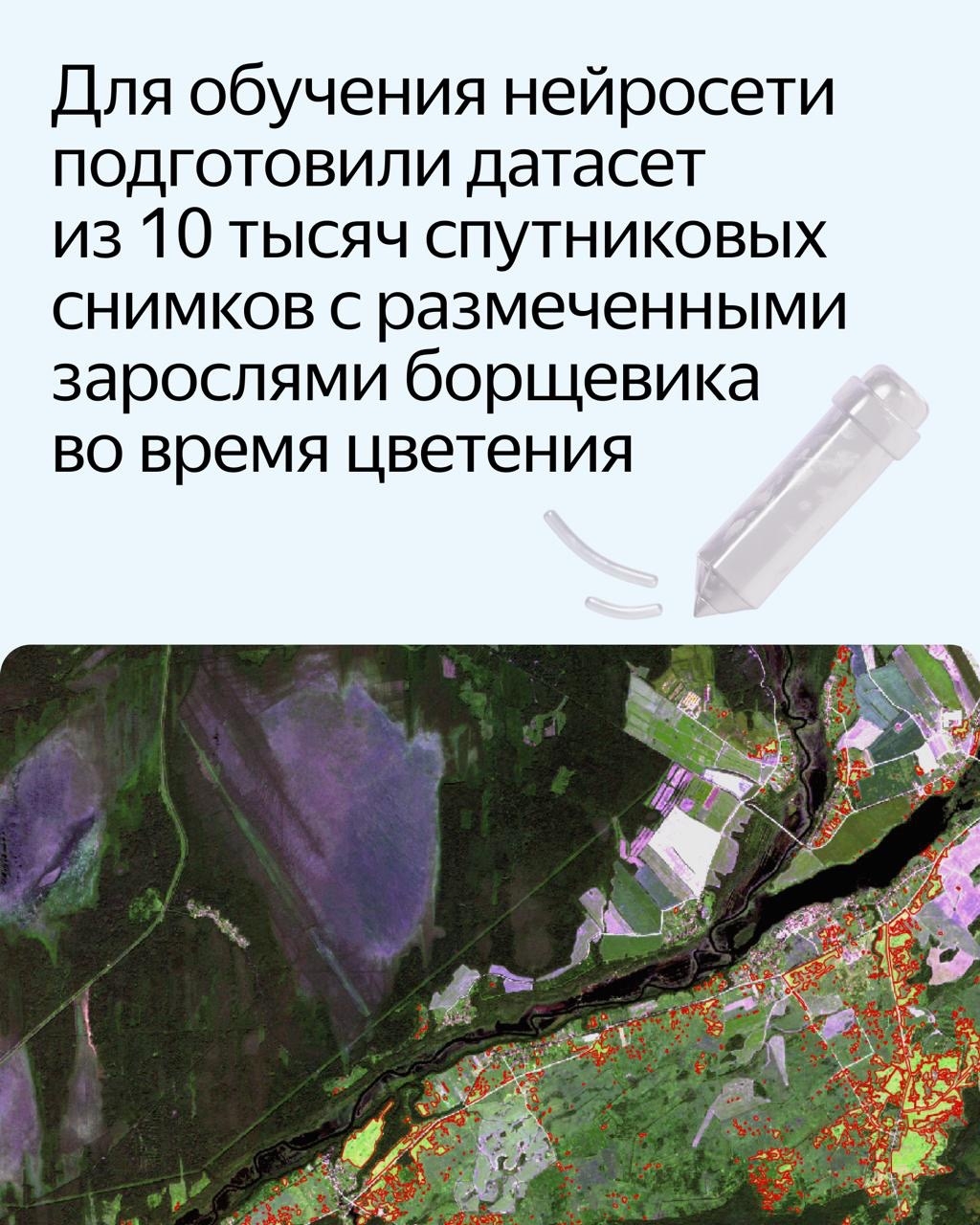 Нейросеть научили находить борщевик на спутниковых снимках. Новый сервис поможет найти растение на территории и спланировать работы по уборке: