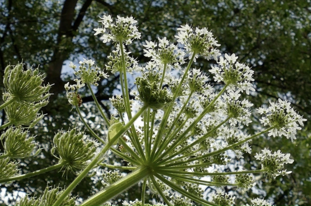 Школа анализа данных совместно с экспертами Центра технологий для общества «Яндекса» и движением «СтопБорщевик» разработали бесплатный сервис на основе…