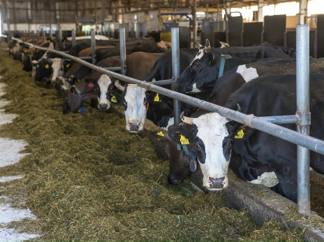 Российскому молочному животноводству нужна отдельная госпрограмма развития, поскольку единая политика в этой сфере отсутствует, сказал председатель комитета…