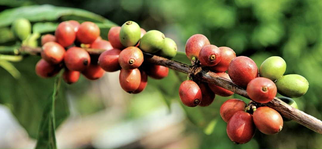 Глобальные изменения климата могут привести к тому, что к 2050 году 20% нынешних площадей выращивания арабики будут признаны непригодными, сообщает Reuters со…