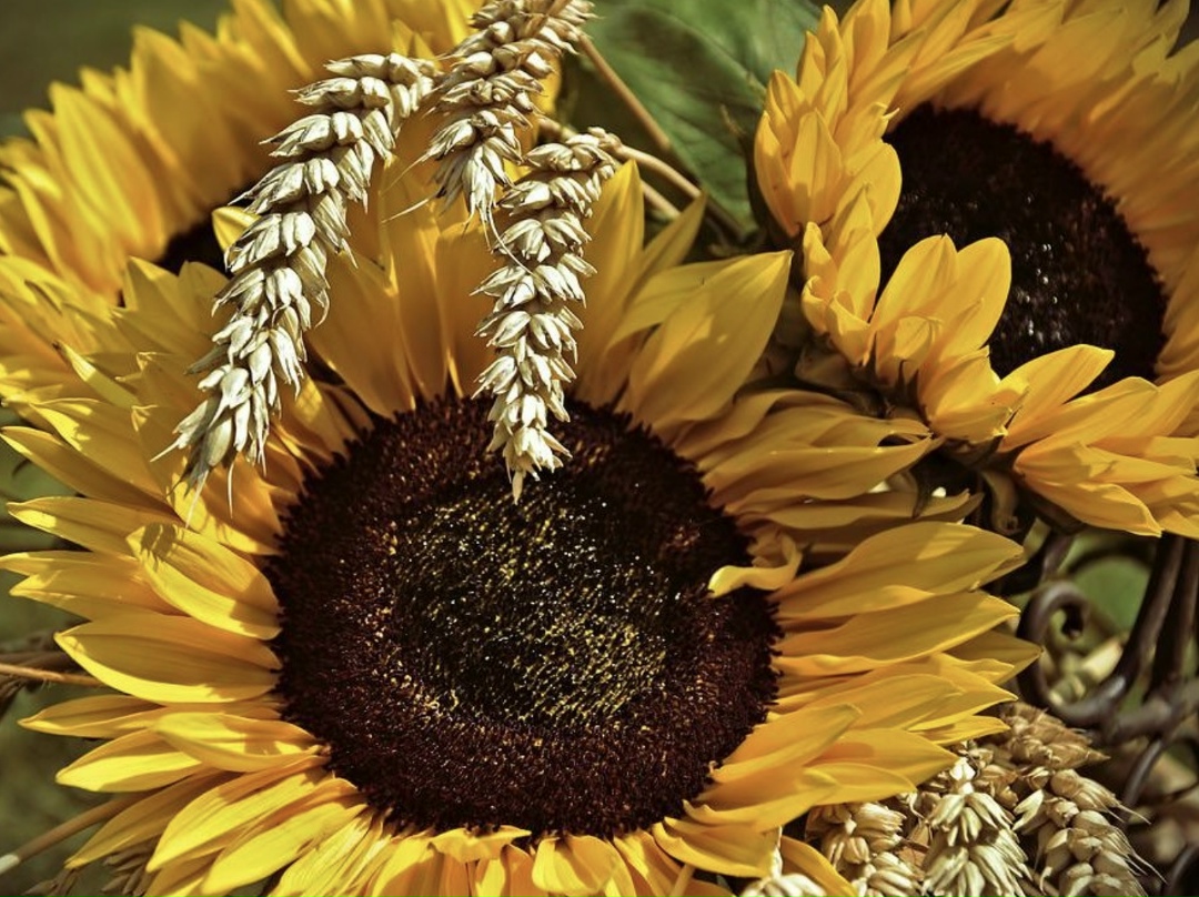 Минсельхоз ставит задачу повысить скорость селекционной работы и сократить сроки создания новых сортов и гибридов до двух-трех лет. Об этом сообщила глава…