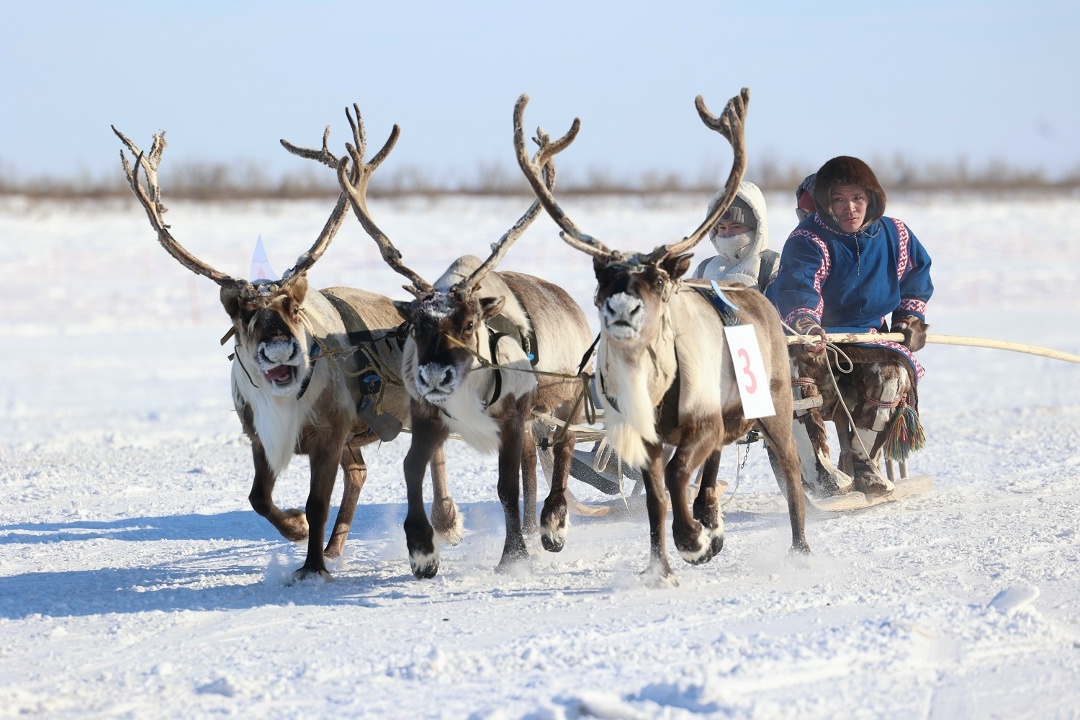 «НОВАТЭК-ТАРКОСАЛЕНЕФТЕГАЗ» поздравил жителей Тазовского района с национальным праздником – Днем оленевода