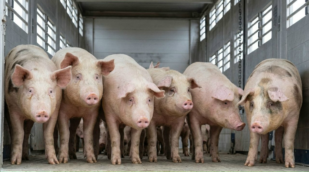 Компания «Продо Омский бекон» осуществила первую реализацию поголовья с промышленного комплекса «Чунаевский-2» после его масштабной реконструкции, завершенной…