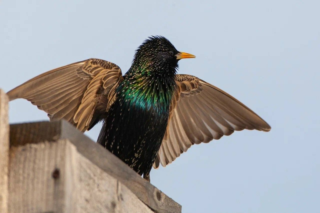Амбассадор Татнефти первого сезона Радик Кутушев снова рассказывает через объектив своей фотокамеры про биоразнообразие Нижнекамского района.