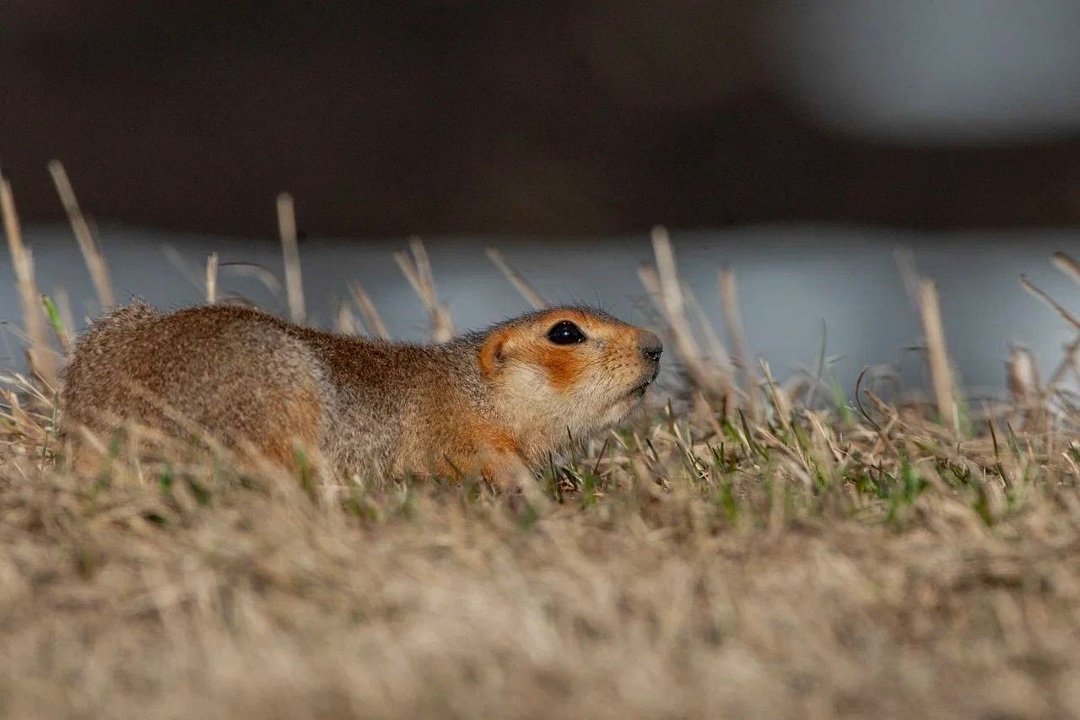 Амбассадор Татнефти первого сезона Радик Кутушев снова рассказывает через объектив своей фотокамеры про биоразнообразие Нижнекамского района.