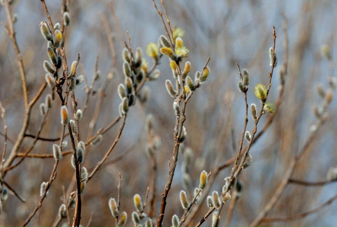 Амбассадор Татнефти первого сезона Радик Кутушев снова рассказывает через объектив своей фотокамеры про биоразнообразие Нижнекамского района.