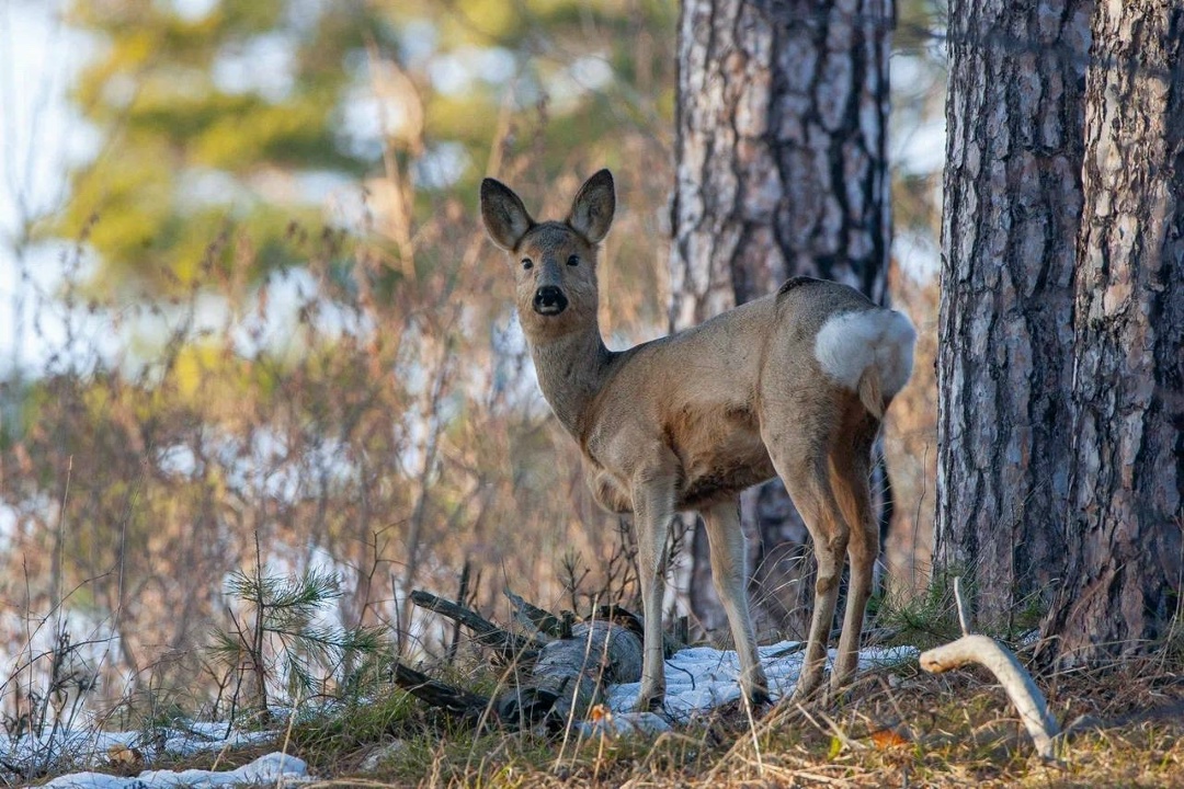 Амбассадор Татнефти первого сезона Радик Кутушев снова рассказывает через объектив своей фотокамеры про биоразнообразие Нижнекамского района.
