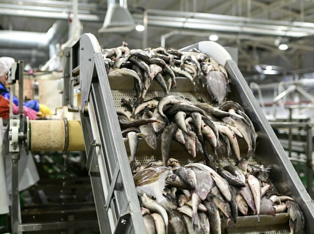 Согласно мониторингу ФГУП «Нацрыбресурс», средняя оптовая стоимость минтая с 30 марта по 5 апреля в основном регионе промысла на Дальнем Востоке составила 175…