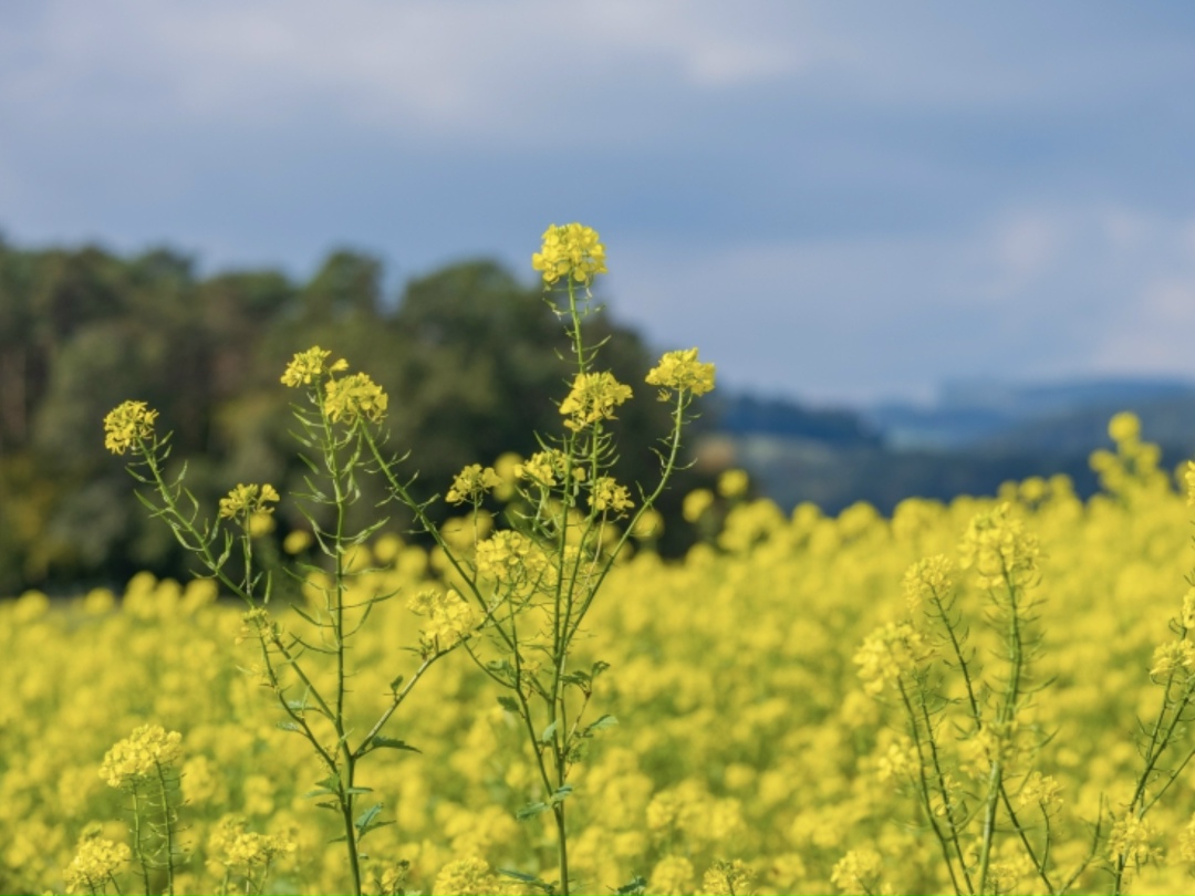 Компания «Агроэкспорт» возводит три модульных мини-завода по производству рапсового масла и жмыха на территории агропредприятий региона, сообщает Минсельхоз…