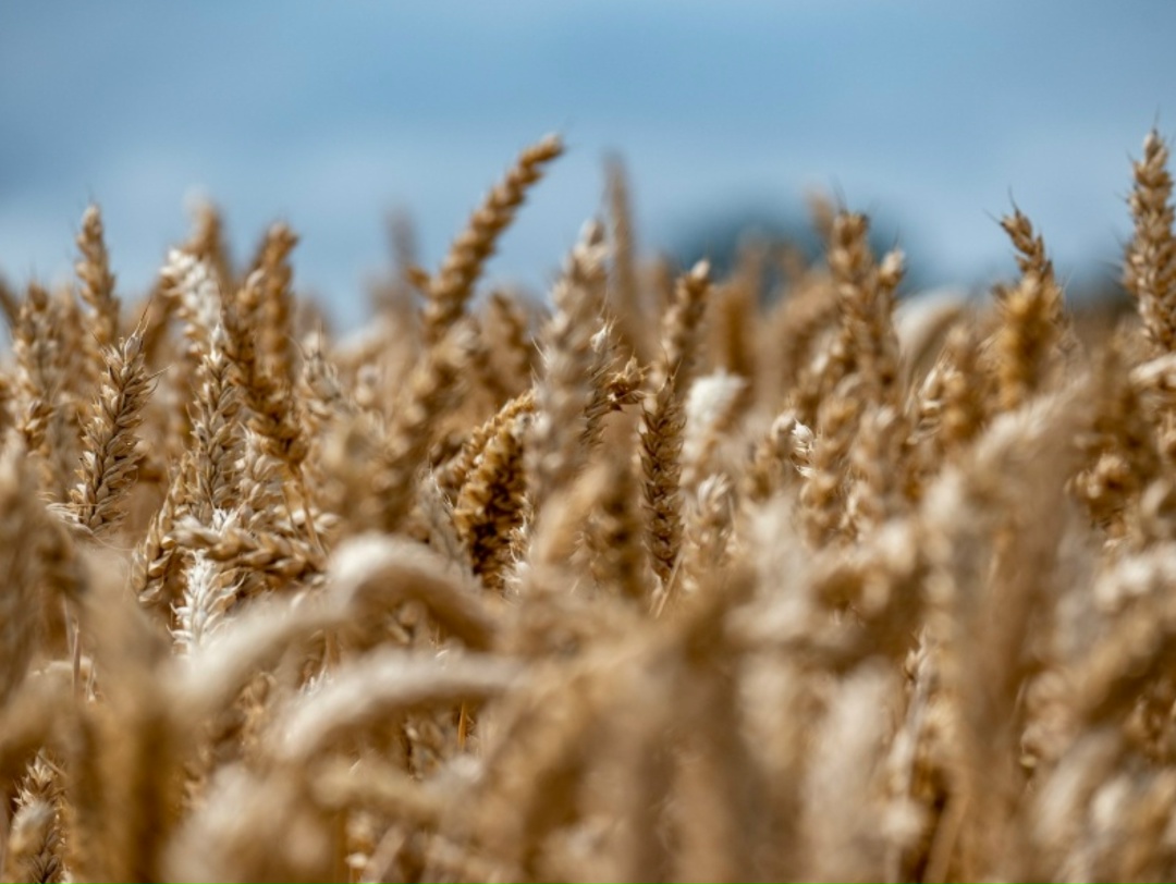 Цены на российскую пшеницу с протеином 12,5% с поставкой в апреле в период с 31 марта по 7 апреля снизились на $2, до $238/т FOB. Цена на американскую и…