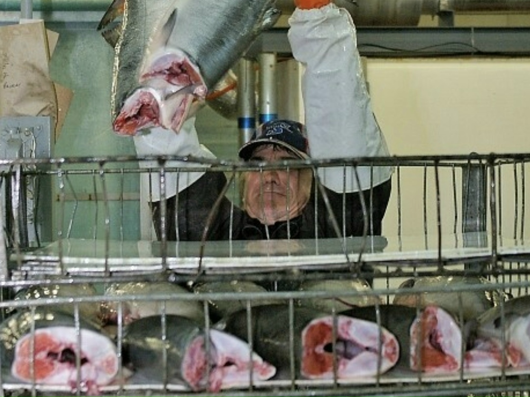 Авторы законопроекта, который в случае его принятия разрешил бы правительству обязать производителей широкого перечня товаров, в том числе зерна, рыбы, шротов,…