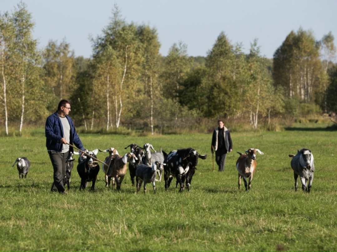 В пострадавшем от наводнения Дагестане на условиях господдержки застраховано более 160 тыс. голов мелкого рогатого скота и около 19 тыс. голов КРС, оценил…