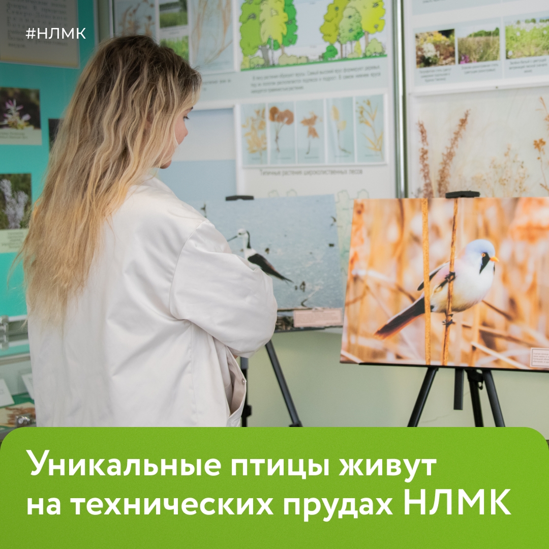 Почему редкие птицы живут на НЛМК? Ответ — на фотовыставке «Птицы в индустриальном мире» в заповеднике «Галичья гора».