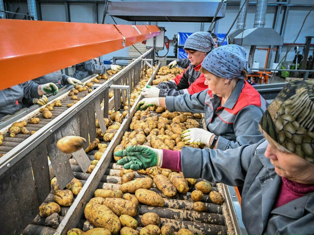 Сельскохозпредприятие «Сергиевское» получило разрешение на строительство производственного здания по первичной и глубокой переработке картофеля. Компания…