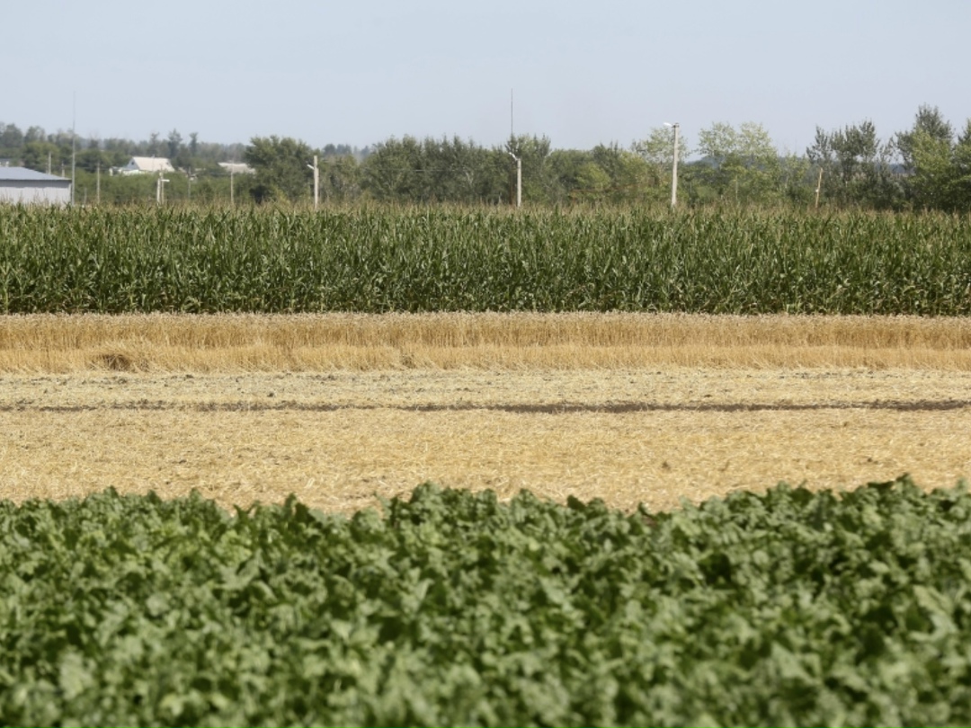 Холдинг «Агросила» в этом году расширит посевную площадь на 11,1 тыс. га (5,8%), до более чем 202 тыс. га. Увеличение произойдет за счет сокращения площади…