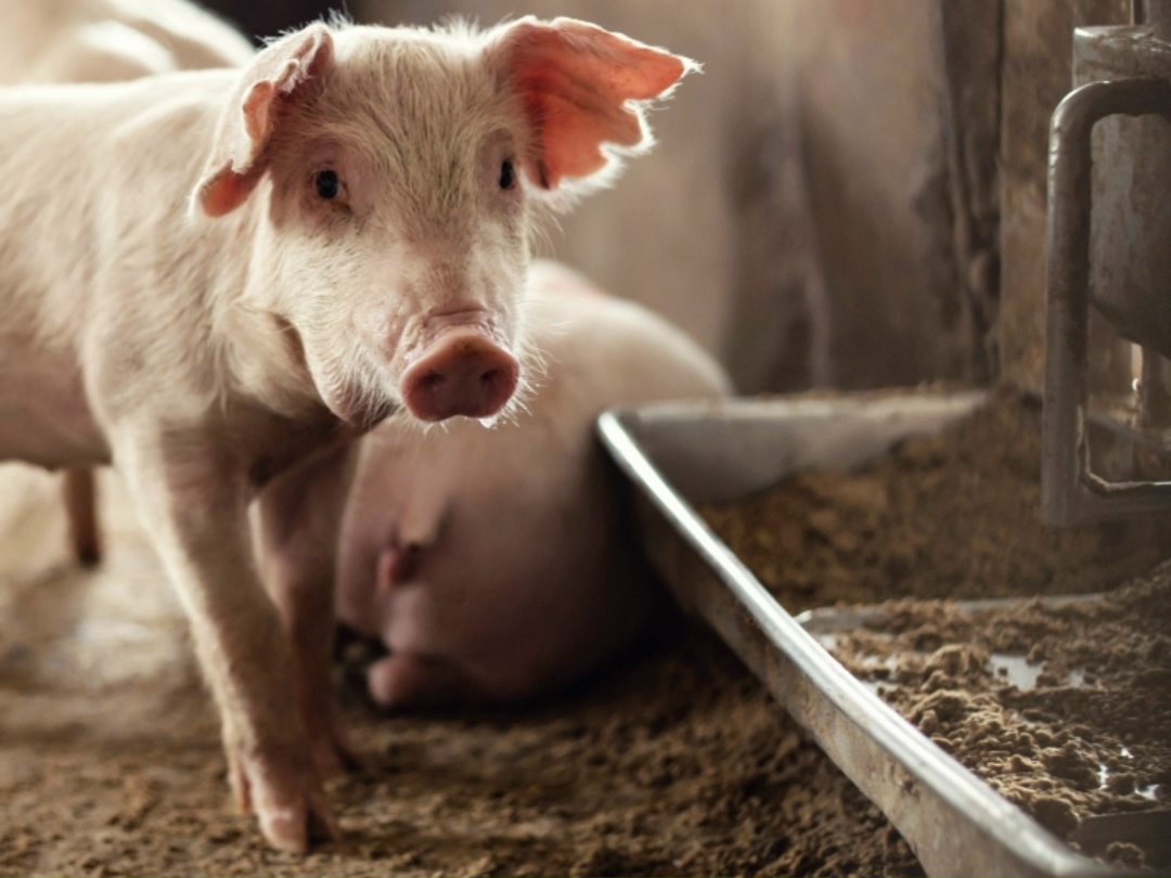 В этом году «Комос Групп» планирует увеличить производство комбикормов до более чем 552 тыс. т. В 2025-м было выпущено 530,85 тыс. т, рассказали…