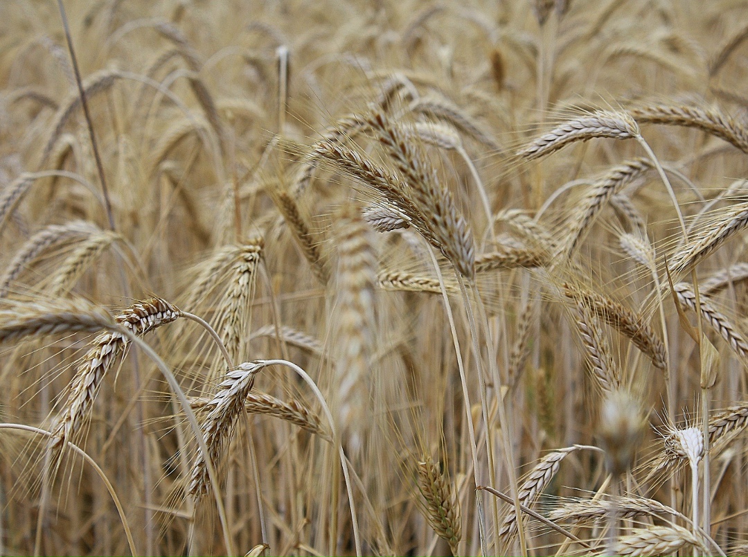 Аукцион по продаже зернотрейдера «Родные поля» за 11,7 млрд руб. не состоялся из-за отсутствия заявок.