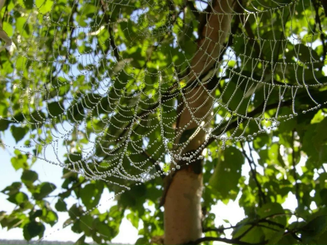 Любители природной красоты Инициатива, поддержанная ЛУКОЙЛом, получила награду как лучший экопросветительский проект от Союза фотографов дикой природы.