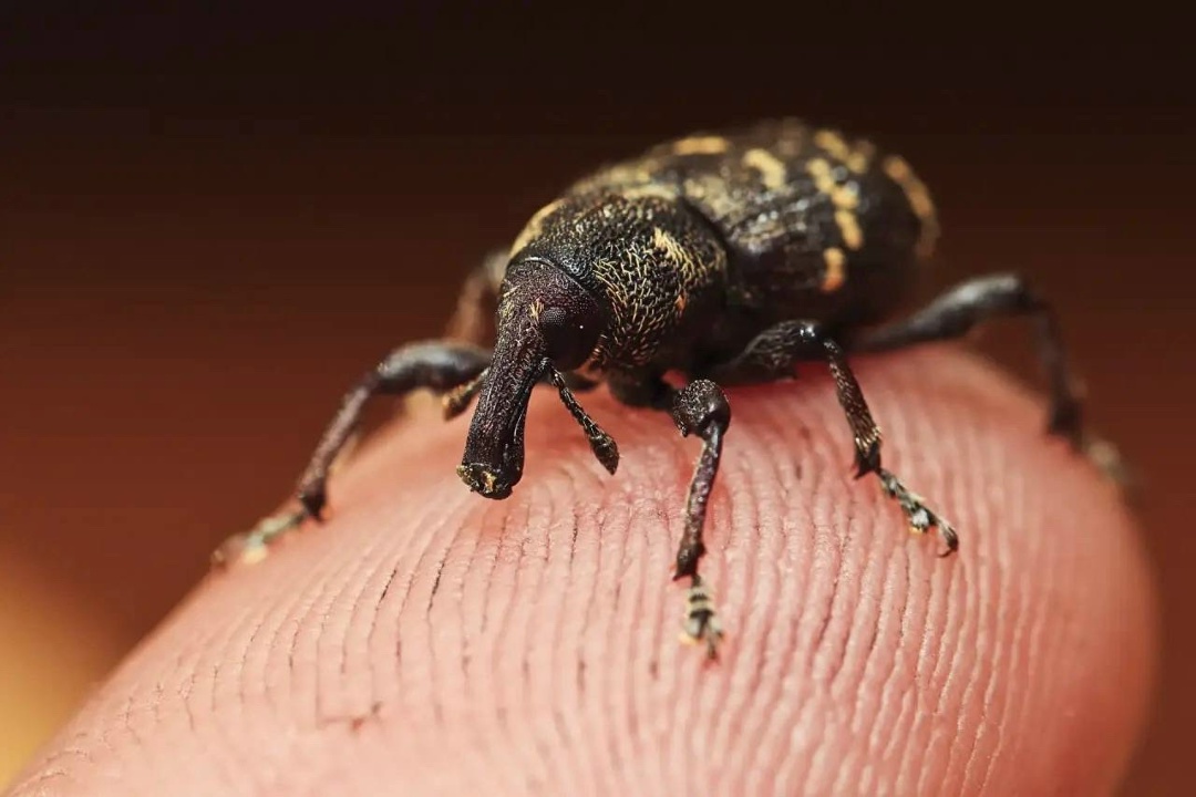 Любители природной красоты Инициатива, поддержанная ЛУКОЙЛом, получила награду как лучший экопросветительский проект от Союза фотографов дикой природы.