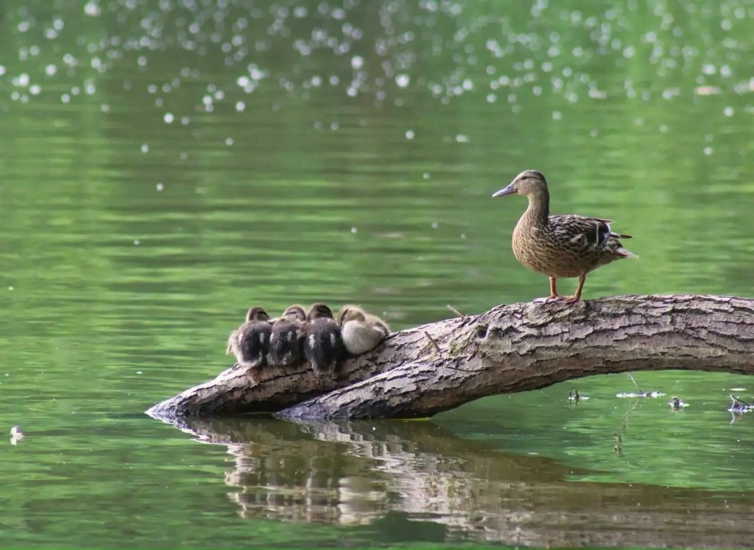 Любители природной красоты Инициатива, поддержанная ЛУКОЙЛом, получила награду как лучший экопросветительский проект от Союза фотографов дикой природы.