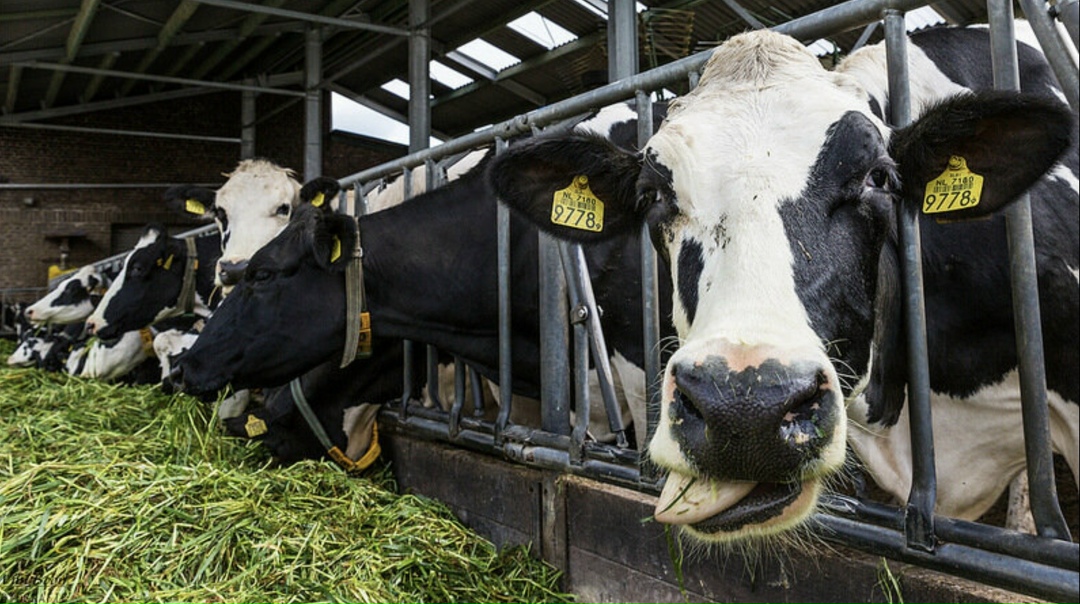В России будет реализован Большой животноводческий проект. Он объединяет четыре ключевых направления: генетику, здоровье животных, воспроизводство и факторы…