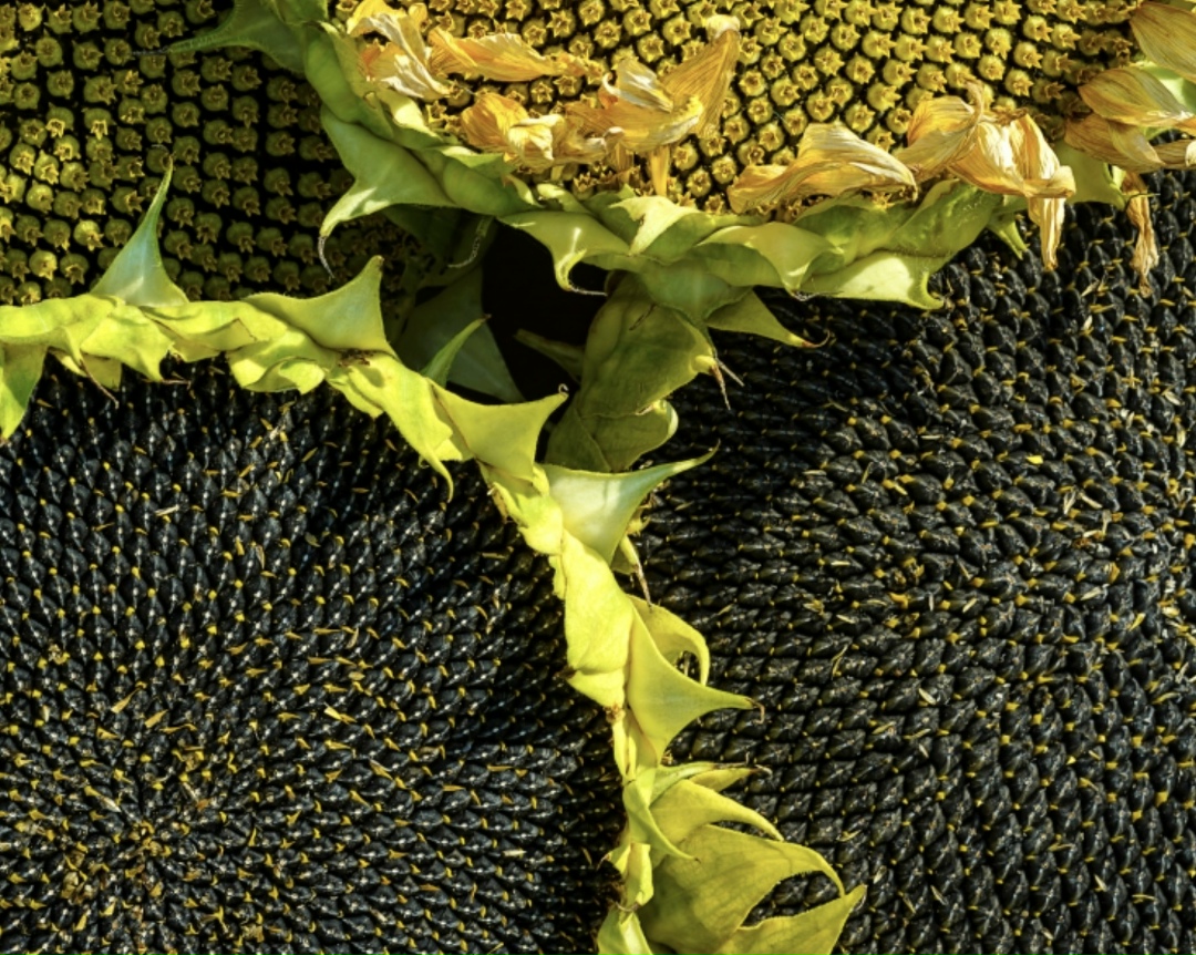 В начале апреля средние цены на подсолнечник выросли до 36775 руб./т (EXW, европейская часть России, без НДС), следует из отчета аналитического центра…