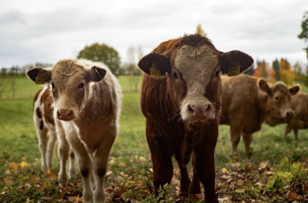 Особенности страхования сельхозживотных в 2026 году. Риски, условия и компенсация. Мнение руководителя «Центра страхования» Екатерины Парамзиной