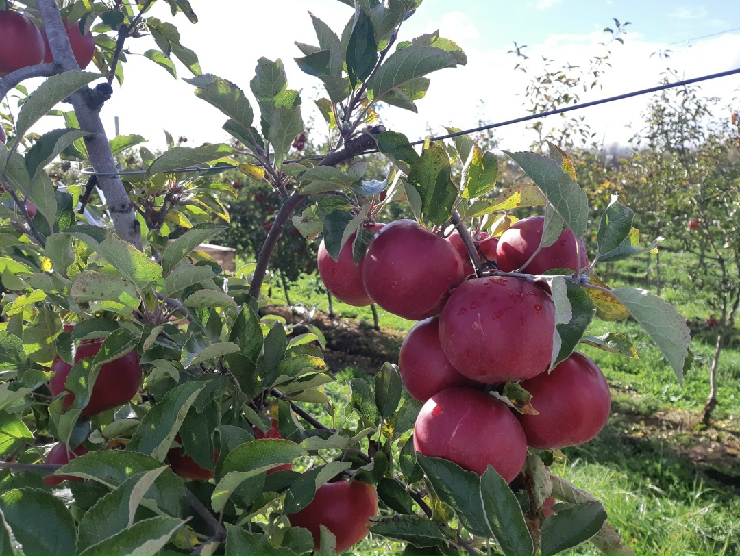 В этом году, если не будет никаких погодных катастроф, Россия может собрать около 3 млн т яблок — это рекордный для нашей страны показатель, рассказал…