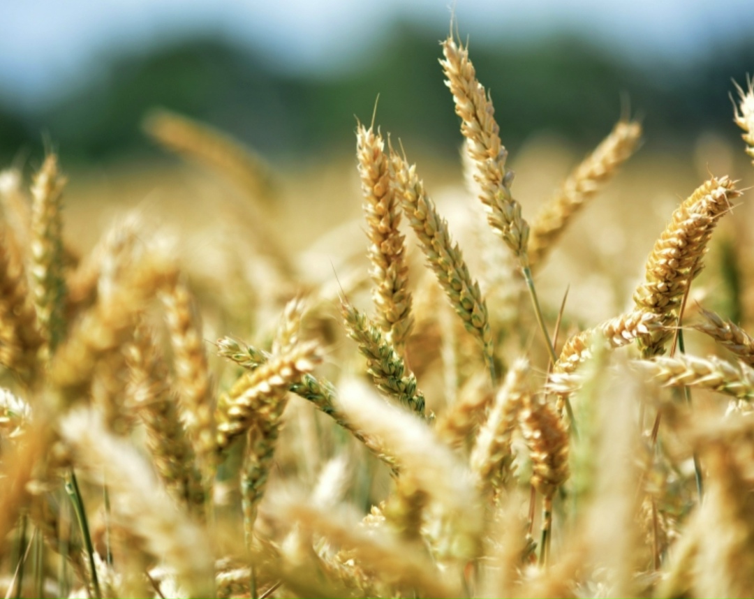 Россия нарастила экспорт продуктов глубокой переработки зерна. Об этом рассказал заместитель директора федерального центра «Агроэкспорт» Виталий Нагалин на Х…