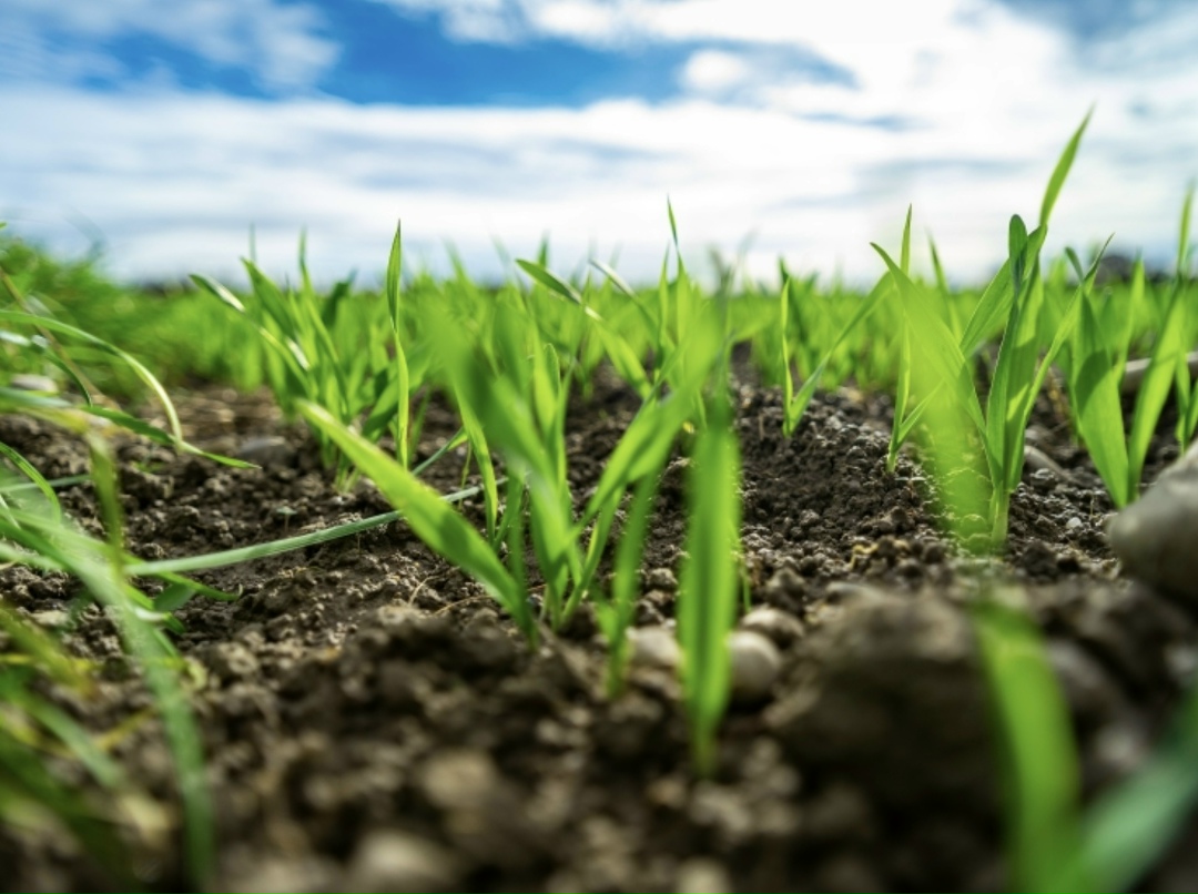 Посевная кампания идет хорошо, но делать прогнозы по сбору урожая пока рано, сказал вице-премьер Дмитрий Патрушев «Интерфаксу» в кулуарах всероссийского…