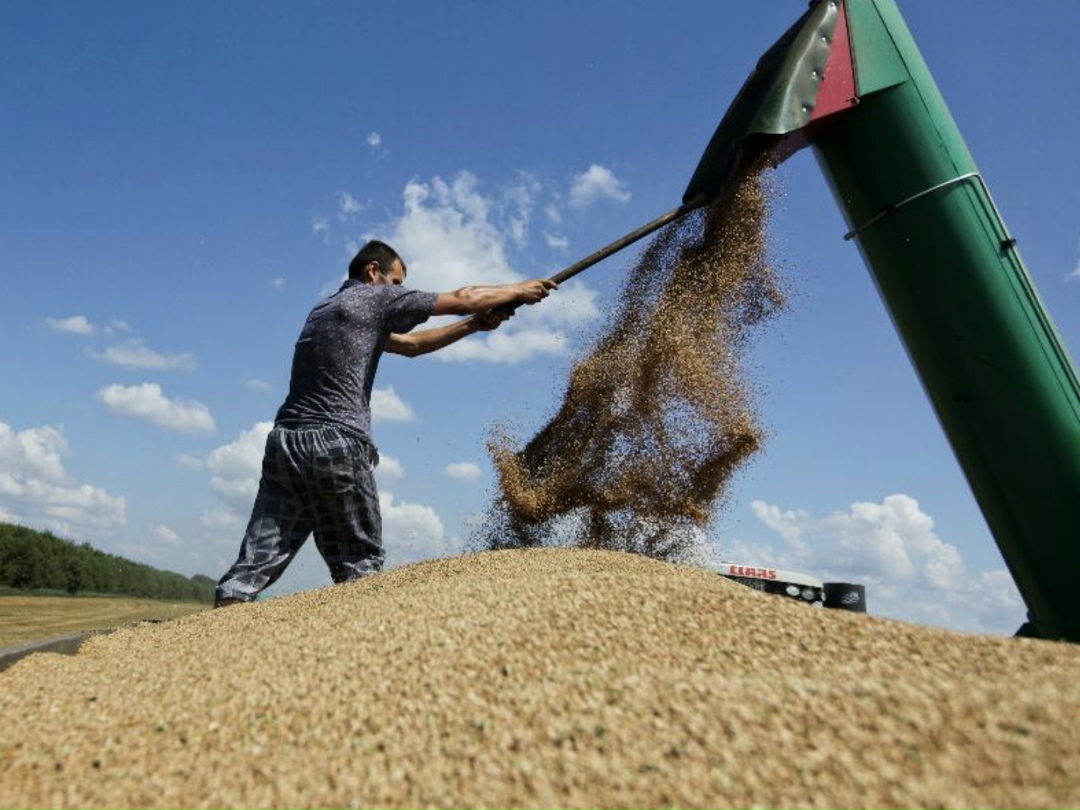 На прошлой неделе экспортные цены на российскую пшеницу снизились, пишет Reuters. Причиной стало падение мировых валютных курсов, укрепления рубля и…