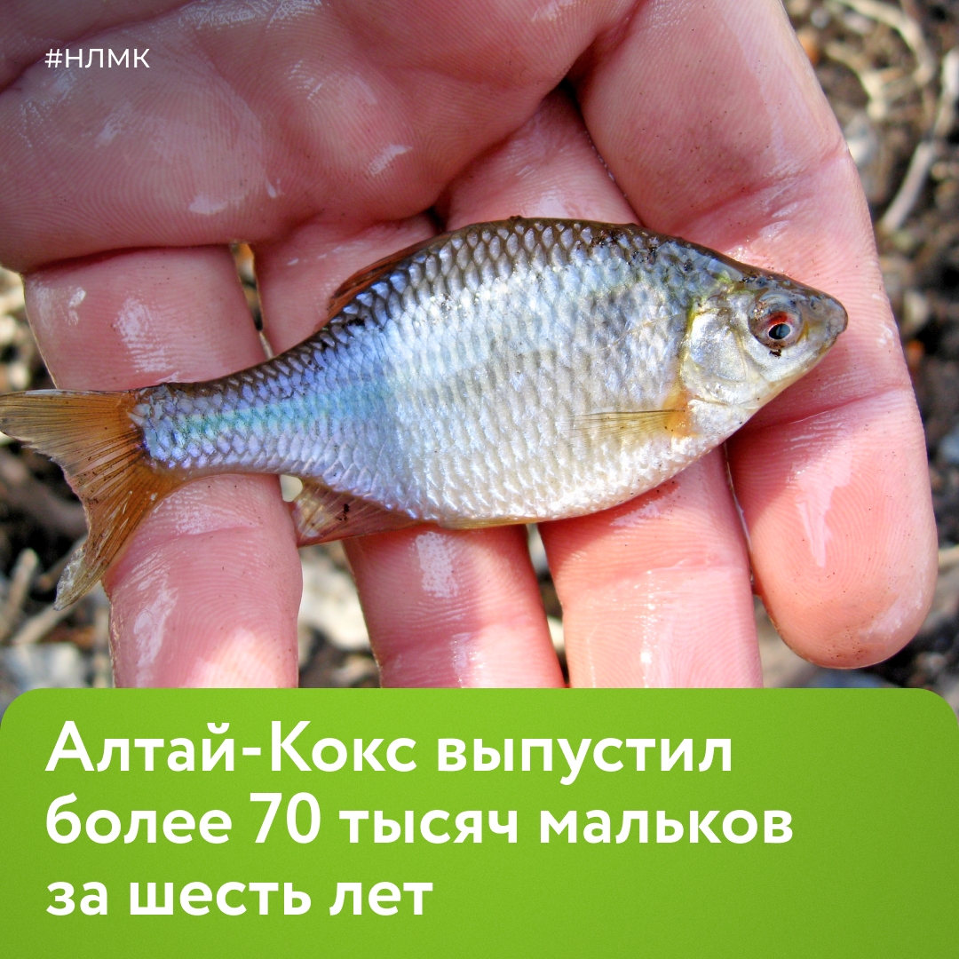 При поддержке Алтай-Кокса за шесть лет в реки Алтайского края выпущено более 70 000 мальков. Только в прошлом году в Оби стало на 5600 сазанов больше.
