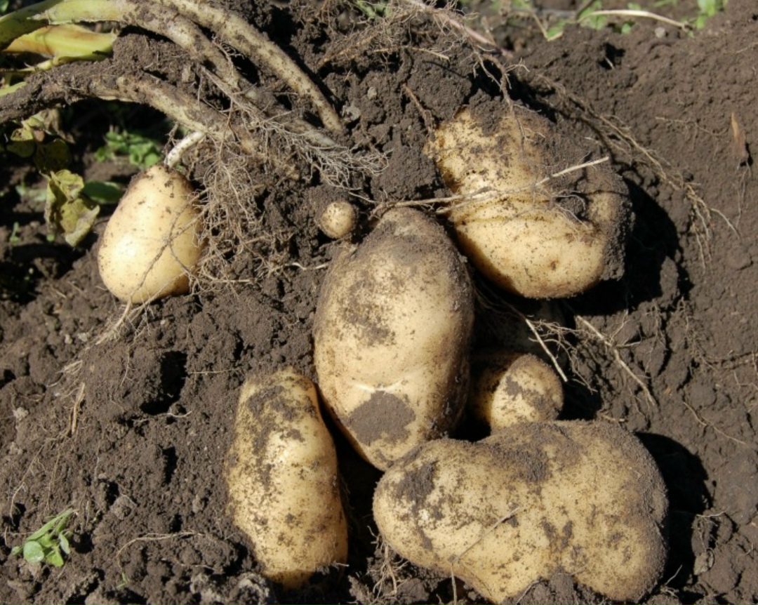 По прогнозу Минсельхоза, в этом году посевные площади под картофелем в организованном секторе вырастут на 5 тыс. га (286 тыс. га в 2025-м), валовой сбор…