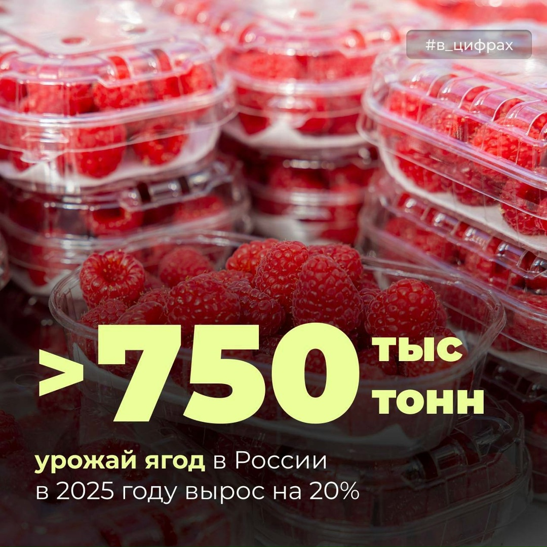 В прошлом году в России собрали на 20% больше ягод