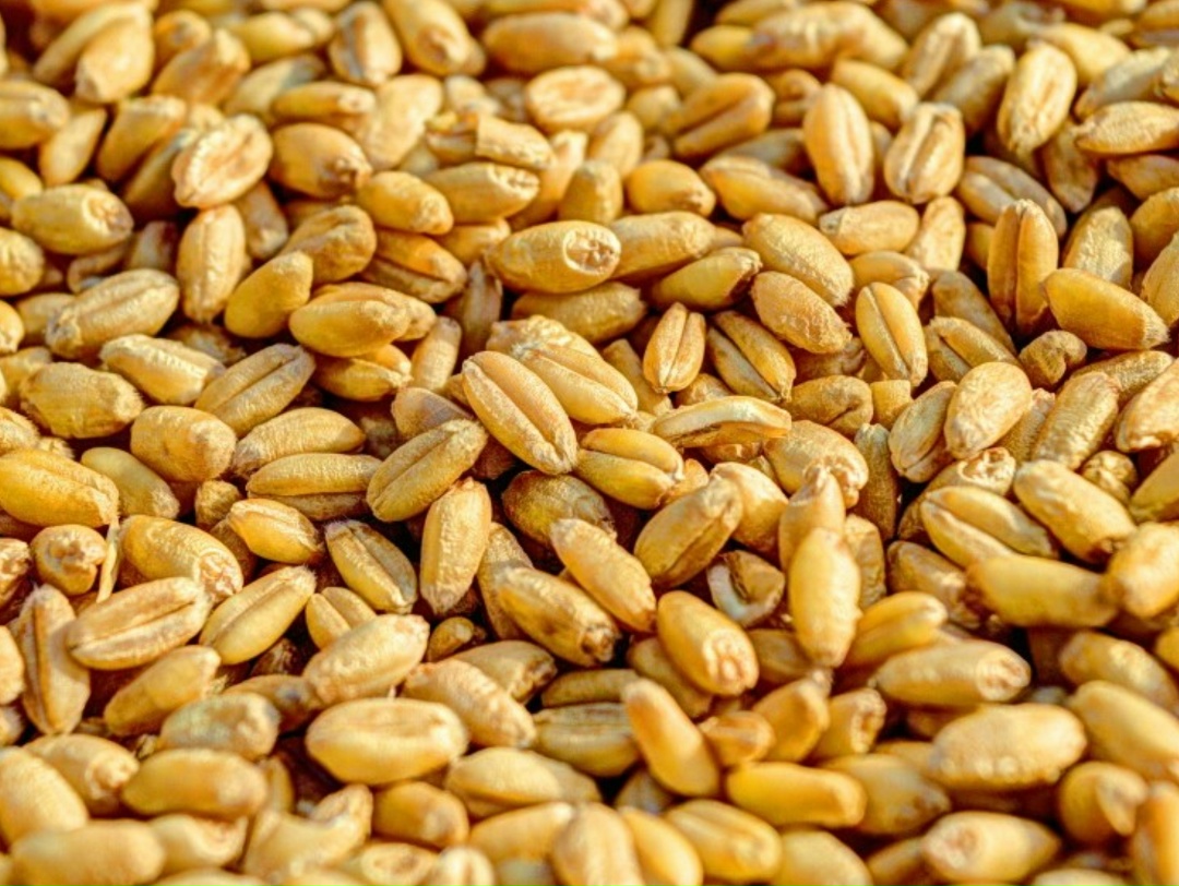 В конце прошлой недели цены на российскую пшеницу (12,5% протеин, FOB) снижались до $237/т, но в понедельник выросли на $2 (плюс $1 к прошлому понедельнику),…