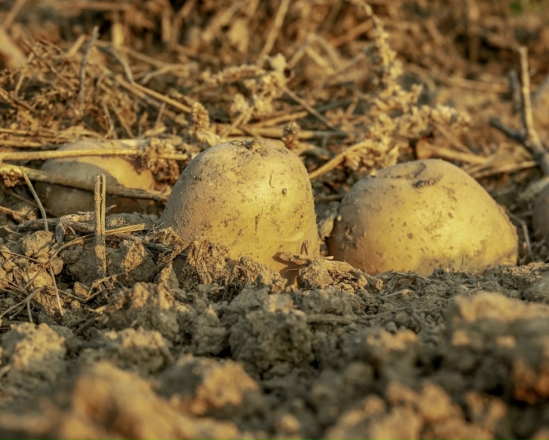 «Магнит» начал авансирование партнерских фермерских хозяйств в рамках посевной кампании нового сезона