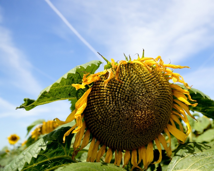 Производство подсолнечника в сезоне-2026/27 прогнозируется на уровне 19 млн т (оценка на середину апреля)